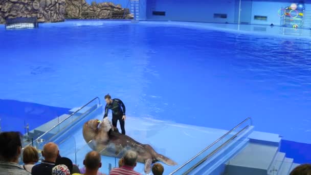 Vladivostok, Russia - 28 luglio 2017: La gente guarda una performance nel Dolphinarium. L'esecuzione di un tricheco sul palco — Video Stock