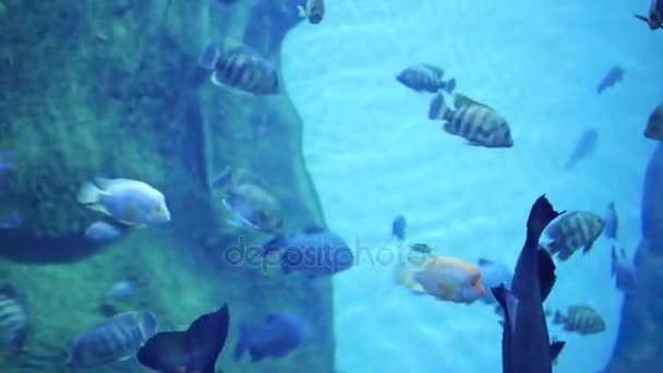 Un gran número de peces nadan alrededor de los arrecifes. Buceo en máscaras. Isla tropical . — Vídeo de stock