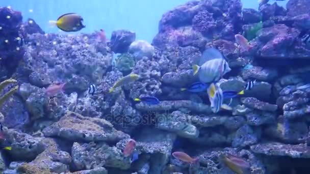 A large number of fish swim around the reefs. Scuba diving in masks. Tropical island. Sunlight through the water — Stock Video
