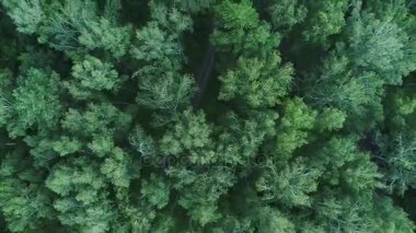 Uçak ormanın üzerinde uçuyor. Above.4k Uhd görüntülemek