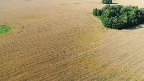 Die Weizenfelder. Schießen auf eine Drohne. — Stockvideo