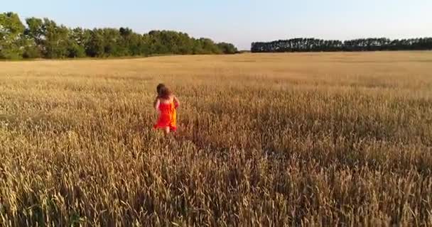En ung flicka i en klänning som löper genom fältet av vete. Fotografering från en drönare. Idrott utomhus — Stockvideo
