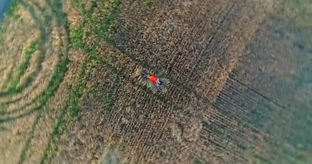 Elbiseli bir genç kız bir buğday alanında yer almaktadır. Bir dron--dan ateş. Boş zaman ve eğlence açık havada — Stok video
