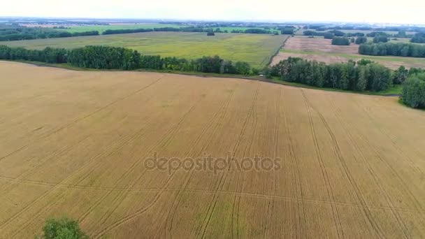 Χωράφια σιταριού. Όμορφο τοπίο από ύψος. Πυροβολώντας ένα drone. — Αρχείο Βίντεο