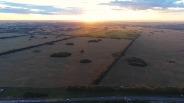 Champs de blé. Beau paysage d'une hauteur à l'heure du coucher du soleil. Tir sur le drone . — Video