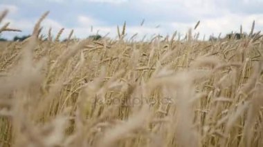 Rüzgar buğday sivri sinek. Buğday alanı