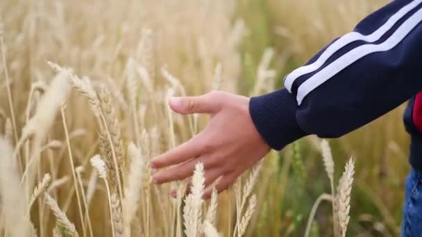 Une main d'enfant touche les épis de blé dans un champ — Video