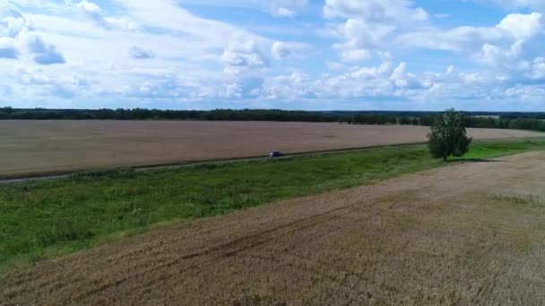 Auto jezdí podél pole pšenice. Krásné krajiny z výšky. Střelba na dron. — Stock video