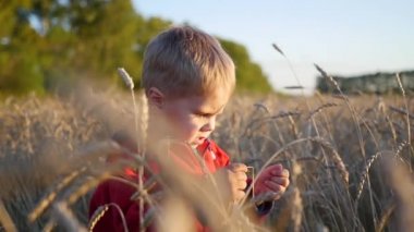 Bir çocuk buğday tarlasında duruyor. Çocuk bir kulak buğday tutuyor