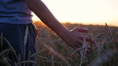 Çocuk el buğday bir alanda kulakları dokunur. Günbatımı Zamanı
