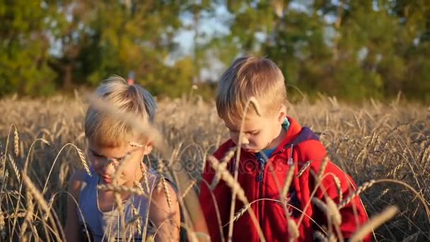 Les enfants se tiennent dans un champ de blé. Le garçon tient l'oreille du blé — Video