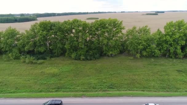 Árvores e campos de trigo. Bela paisagem da altura. A disparar contra o drone . — Vídeo de Stock