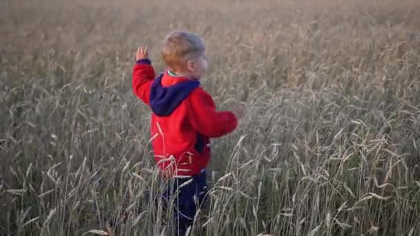 Хлопчик біжить по пшеничному полю, час заходу сонця. Відкритий спорт — стокове відео