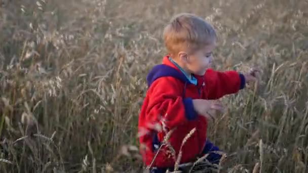 Il ragazzo corre lungo il campo di grano, l'ora del tramonto. Sport all'aperto — Video Stock