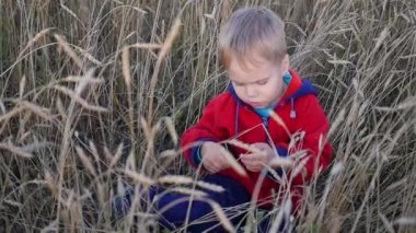 Buğday alanında oturup küçük yakışıklı çocuk. Eğlence ve açık yürüyüşlere