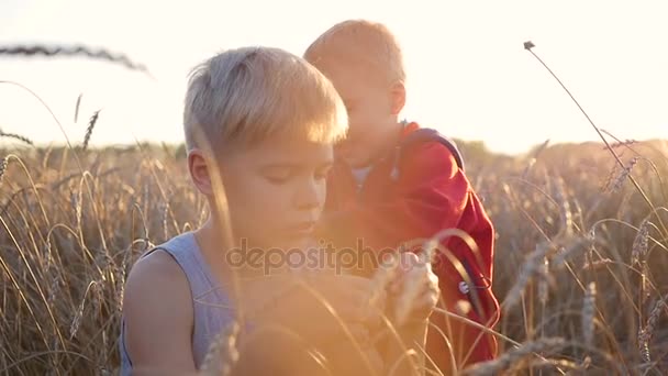 Τα παιδιά στέκονται σε ένα πεδίο του σιταριού. Το αγόρι κατέχει το στάχυ σιταριού — Αρχείο Βίντεο