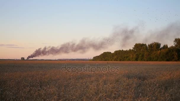 Черный дым над пшеничным полем. лесной пожар — стоковое видео