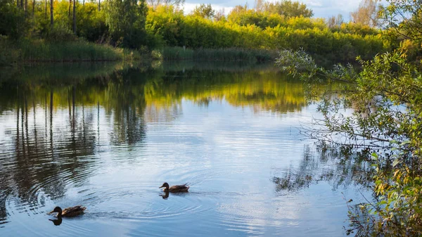 Küçük bir göl Park, sararmış ağaçların ve kıyı. Yaban ördekleri gölde yüzmeye. Gökyüzü ve Gölü nün su ağaçlarda yansımasıdır. Çok güzel manzaralı bir yer