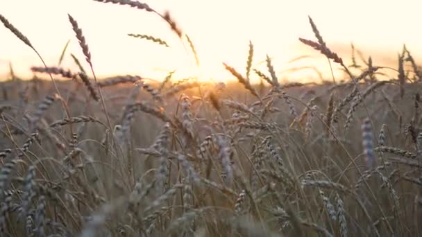 Las espigas de trigo vuelan en el viento. Campo de trigo — Vídeos de Stock