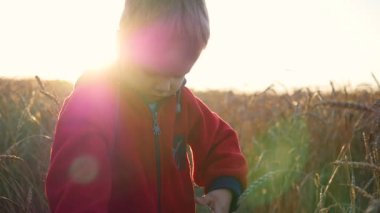 Bir çocuk buğday tarlasında duruyor. Çocuk bir kulak buğday tutuyor