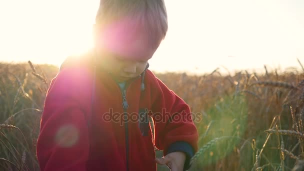 Ett barn står i ett fält av vete. Pojken håller en öra av vete — Stockvideo