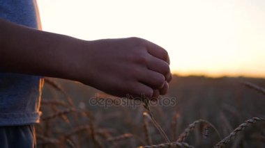 Bir el bir alanda buğday kulakları dokunur. Parmaklarının arasından güneş ışınları. Günbatımı