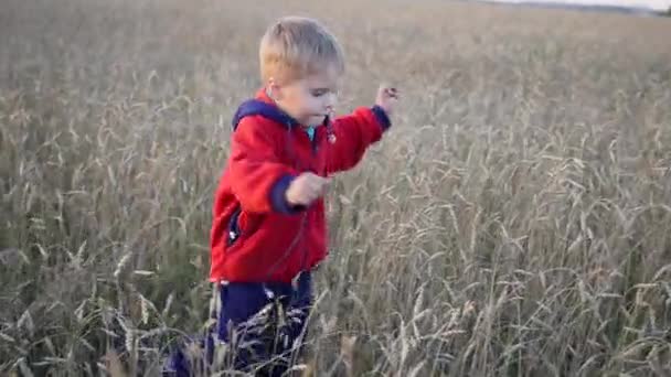 O rapaz corre ao longo do campo de trigo, na hora do pôr-do-sol. Desporto ao ar livre — Vídeo de Stock