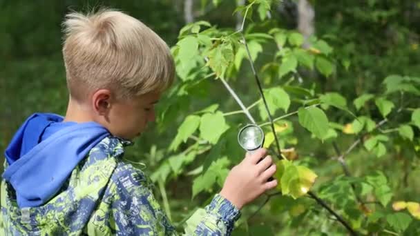 Colegial en el Parque estudia las plantas y nasekomye a través de una lupa. Estudio del mundo exterior, educación preescolar y escolar — Vídeos de Stock