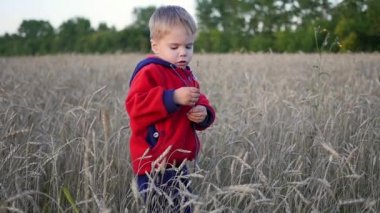 Bir çocuk buğday tarlasında duruyor. Çocuk bir kulak buğday tutuyor.