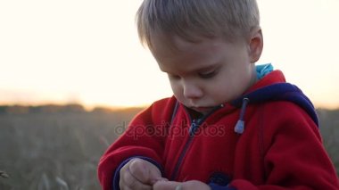 Bir çocuk buğday tarlasında duruyor. Çocuk bir kulak buğday tutuyor.