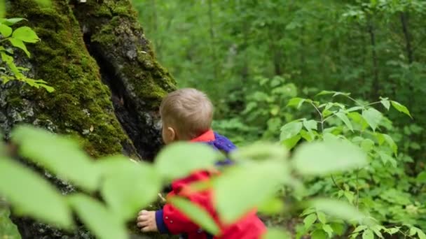 Ребенок гуляет в осеннем парке. Мальчик стоит возле большого дерева, покрытого мхом — стоковое видео