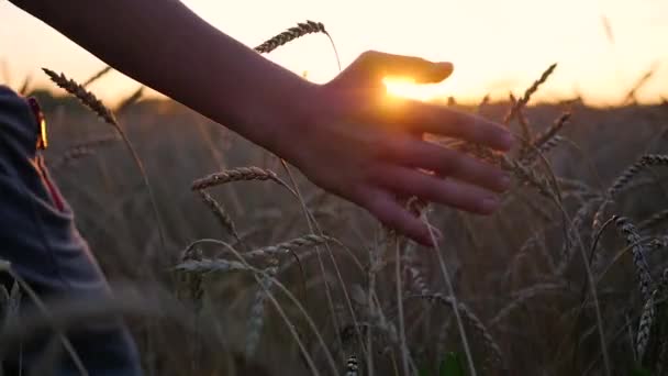 Egy kéz érinti a fülek, a búza, a mező. A napok sugarak keresztül ujjal. Naplemente — Stock videók