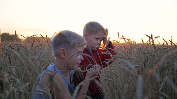 As crianças estão num campo de trigo. Duas crianças riem e sorriam. Caminhadas ao ar livre durante o pôr do sol — Vídeo de Stock