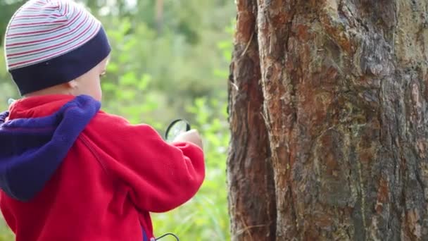 Bitki ve nasekomye bir büyüteç aracılığıyla Park çalışmalarda okul çocuğu. Çalışma dış dünya, okul öncesi ve okul eğitim — Stok video