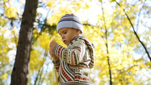 Child in autumn Park having fun playing with leaves, Walks in the fresh air — Stock Video