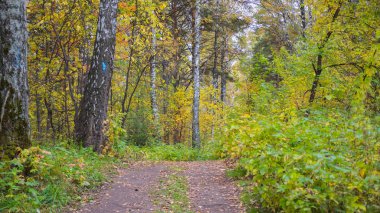 Güzel renkli sonbahar ormandan geçen orman yolu. Sonbahar. Çok güzel manzaralı bir yer