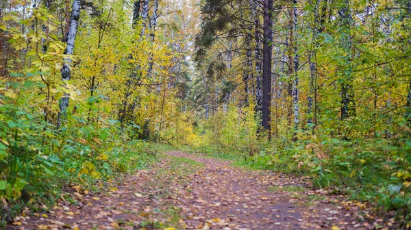 Güzel renkli sonbahar ormandan geçen orman yolu. Sonbahar