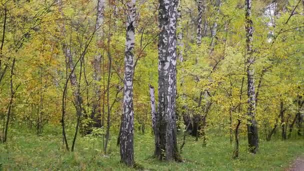 Лесная дорога, проходящая через красивый цветной осенний лес. Осень. Красивое живописное место — стоковое видео