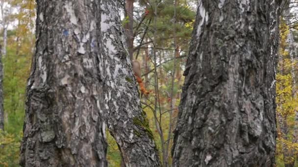 Esquilo a saltar sobre as árvores. Hora do ano - Outono — Vídeo de Stock