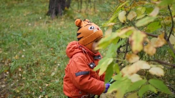 Дитина в осінньому парку весело грає з листям, ходить на свіжому повітрі — стокове відео
