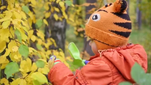 Дитина в осінньому парку весело грає з листям, ходить на свіжому повітрі. Осінній пейзаж. Прекрасне мальовниче місце — стокове відео