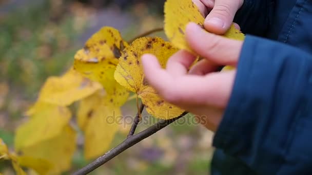 Chłopiec w jesieni Park wygląda o żółtych liściach. spacery na świeżym powietrzu. Jesienny krajobraz. Piękne malownicze miejsce — Wideo stockowe
