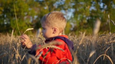 Bir çocuk buğday tarlasında duruyor. Çocuk bir kulak buğday tutuyor