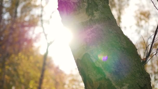 Los rayos del sol atraviesan el árbol. Bosque de pinos en otoño — Vídeo de stock