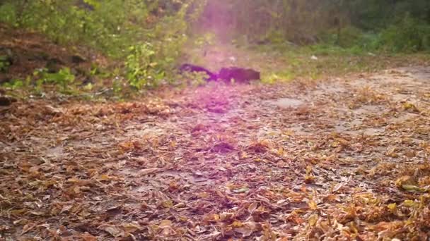 El adolescente rueda en el scooter en el parque de otoño. Callejón con hojas amarillas. Diversión al aire libre — Vídeo de stock