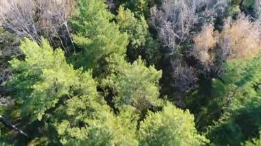 Uçak ormanın üzerinde uçuyor. Yukarıdan görüntüleyin. Sonbahar, düşen yapraklar