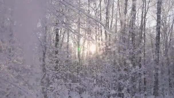Снегопад в зимнем парке сквозь лучи солнца на фоне голубого неба — стоковое видео
