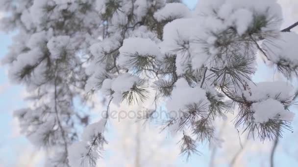 Zasněžené jedle větev ve winter parku na pozadí modré oblohy — Stock video