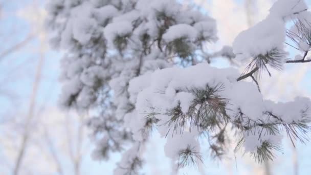 Zasněžené jedle větev ve winter parku na pozadí modré oblohy — Stock video