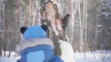 Winter Park, çocuk ağaçkakan kuşa benziyor. Bir ağaçkakan tahtaya bayıltır. Kış manzarası